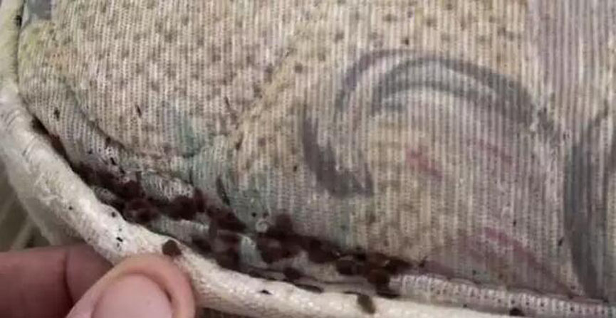 榴莲视频APP污分享：劣质榴莲视频色版下载危害多
